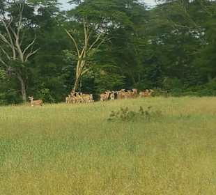 Erlebnisse und Wege der Safari