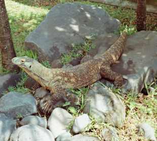 Komodowaran