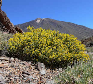 Frühling am Teide 