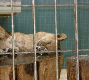 Löwen-Babys bei Schlafen