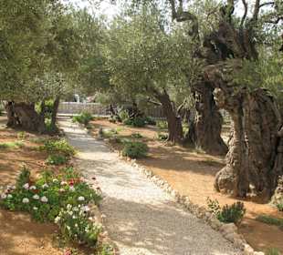 Гефсиманский сад