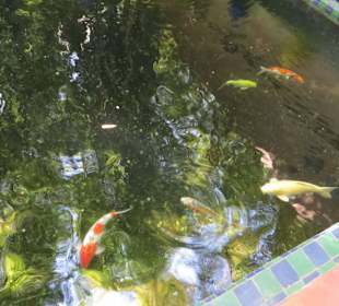 Eindrücke aus dem Jardin Majorelle Garten Koiteich