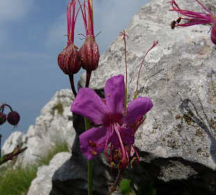 Blume am Monte Baldo