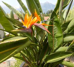 Die Gärten von Schloss Trauttmansdorff in Meran
