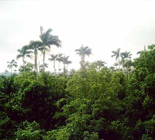 Royal Palm Reserve in Negril Jamaica
