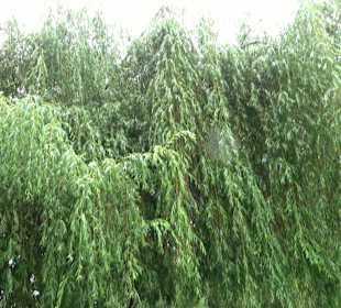 Baumlehrpfad Glacis Park