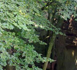 Kleine Luxemburger Schweiz bei Echternach