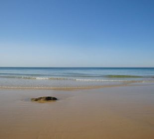 Praia da Falesia (Strand 15min vom  Hotel RIU Palace Algarve