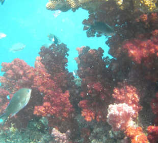 Мягкие кораллы Фиджи.