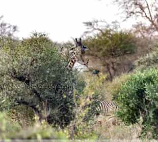 Vielseitige Tierwelt