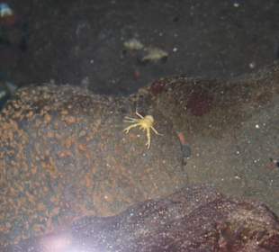 Ein kleiner weißer Krebs (fingernagelgroß)