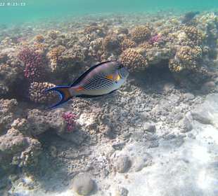 Schnorcheln Hurghada