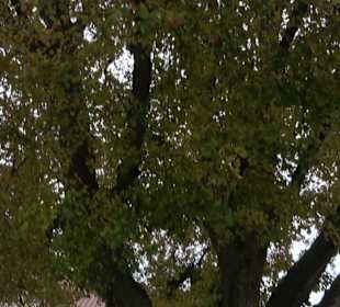 Friedenslinde Reutlingendorf