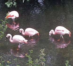 Flamingos at Harewood House