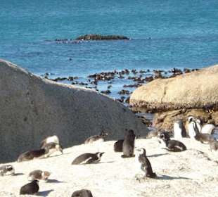 Pinguine am Strand