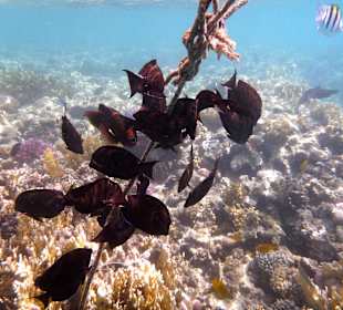 Hungrige Meeresbewohner