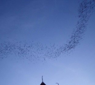 Ausschwärmen der Fledermäuse