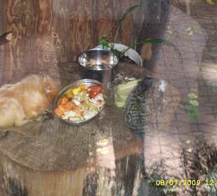 Urokliwe krakowskie ZOO.