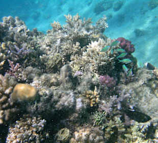Schnorchelausflug im Roten Meer