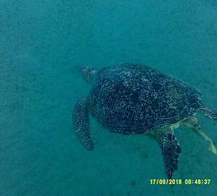 Schnorcheln Marsa Alam