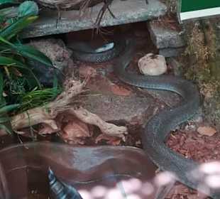 Happ Reptilien Zoo