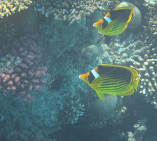 Unterwasser Schnorcheln am Hausriff