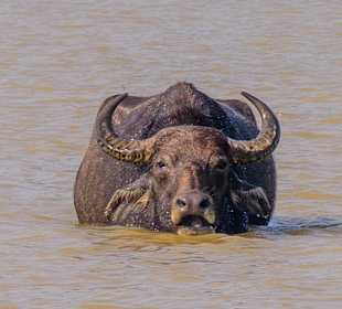 Udawalawe Nationalpark