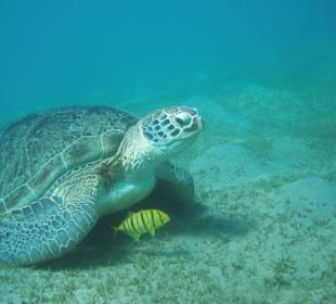 Direkt vor dem Strand