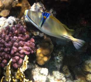 Fische in Sharm el Naga