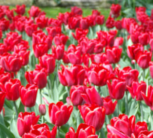 Keukenhof