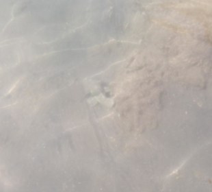 Nochmal der Steinfisch