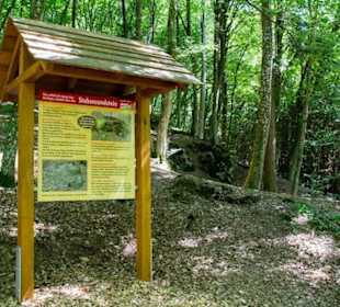 Wald Wunder Weg Neuler