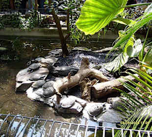 Krokodil mit Schildkröten