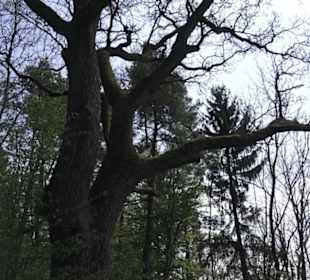 Waldlehrpfad an der Lauter