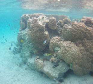 Unterwasserwelt am Hausriff