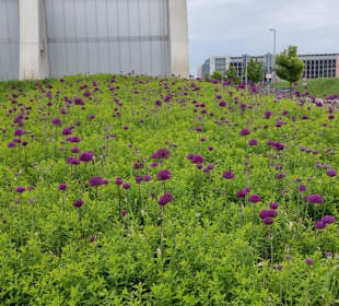 Schon am Ost-Eingang