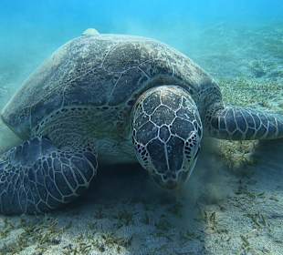 Schnorcheln Abu Dabbab