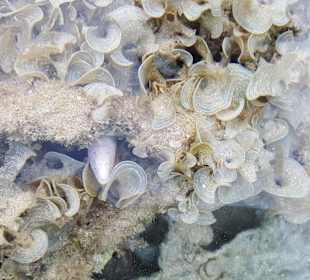 Schnorcheln Marsa Alam