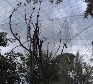 Vogelfreifluggelände