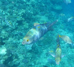 Schnorcheln Makadi Bay