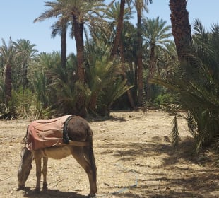 Taroudant und Tiout 
