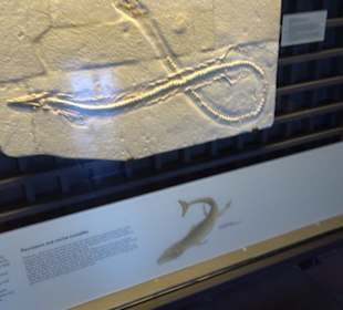 Jura-Museum