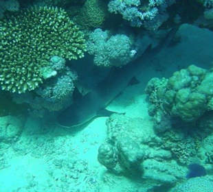 Hai in unserer Bucht