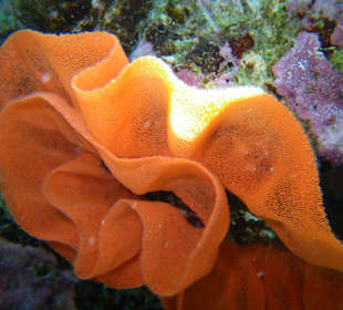 Gelege von Span.- tänzerin