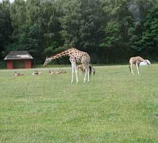 Serengeti Park Hodenhagen