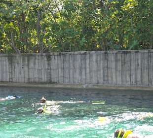 Schnorcheln mit den Haien