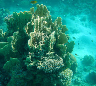 Hotel Lahami Bay Hausriff