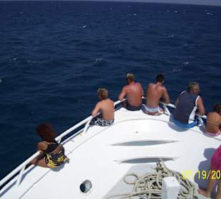 Alle suchen die Delfine