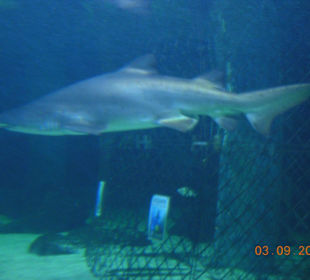 Haifischbecken