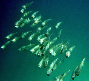 Fische mit offenen Mäulern